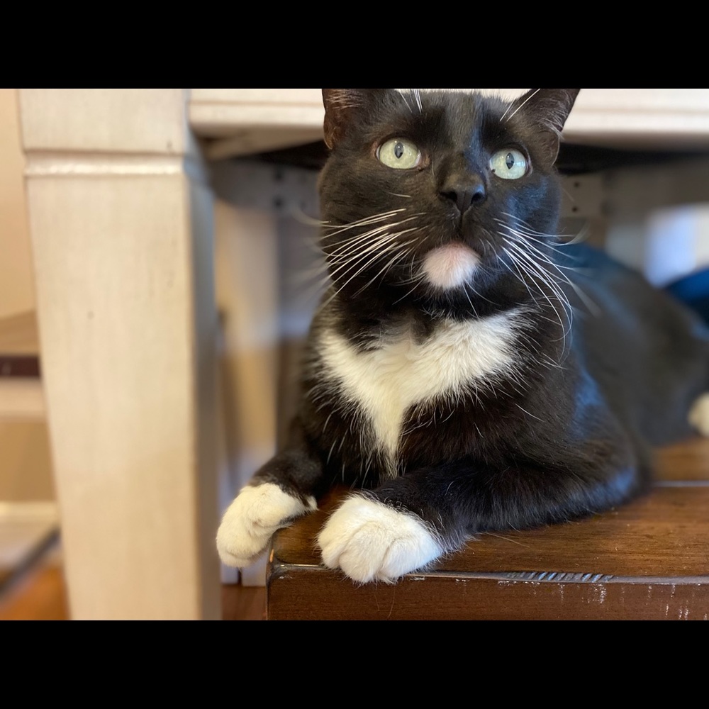 Meet your Posher, Nicolette